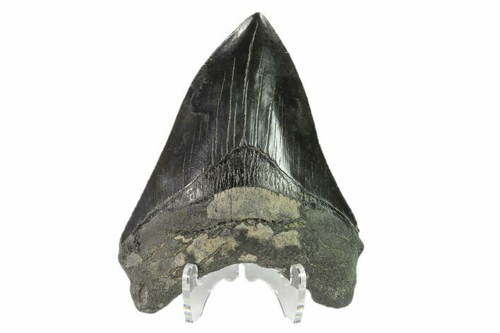 Serrated, Fossil Megalodon Tooth - South Carolina #135452